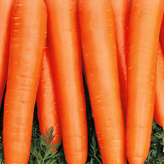 Napoli F1 Carrot Seeds Daucus Carota Early Productive Variety
