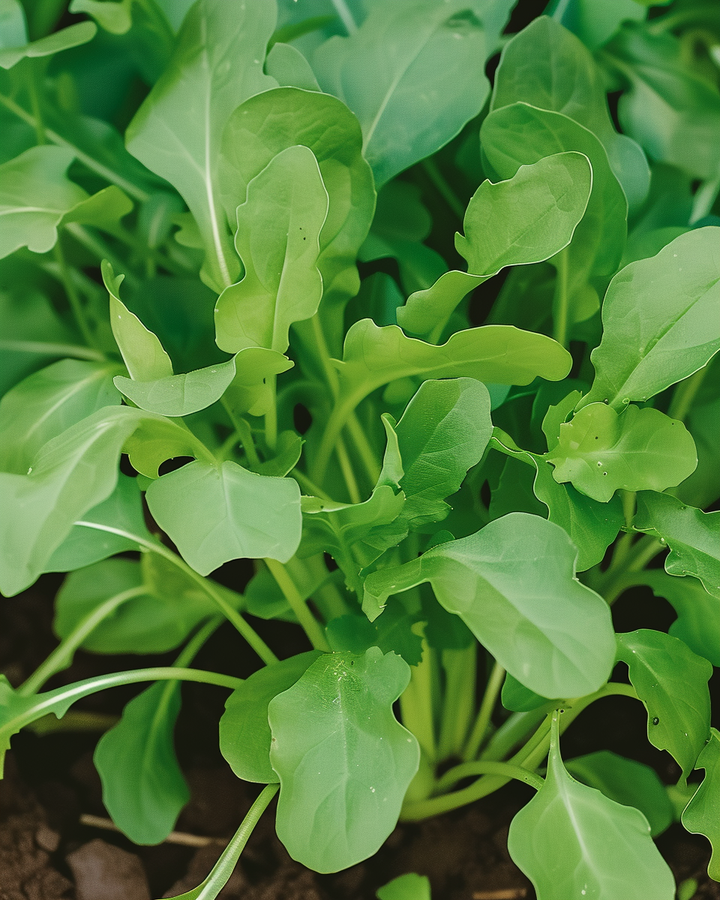 Arugula Seeds Eruca Sativa Fast Growing Spicy Nutty Flavor