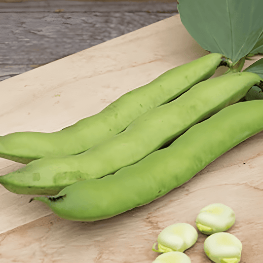 Fava Beans Seeds Vicia Faba Broad Beans Witkiem Variety