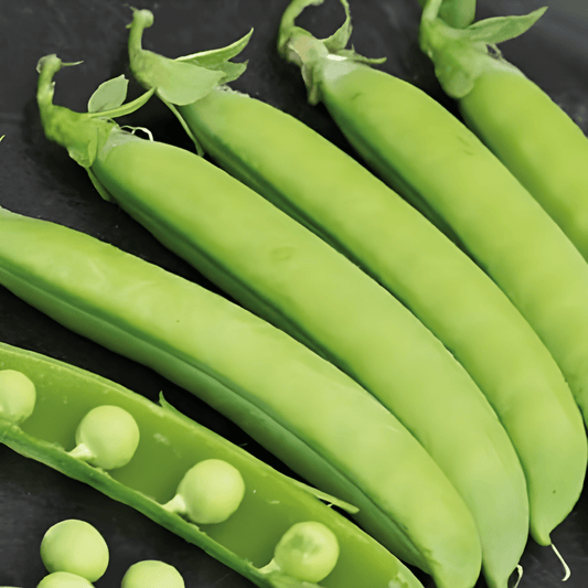 Green Peas Seeds Pisum Sativum Market Dominator Variety