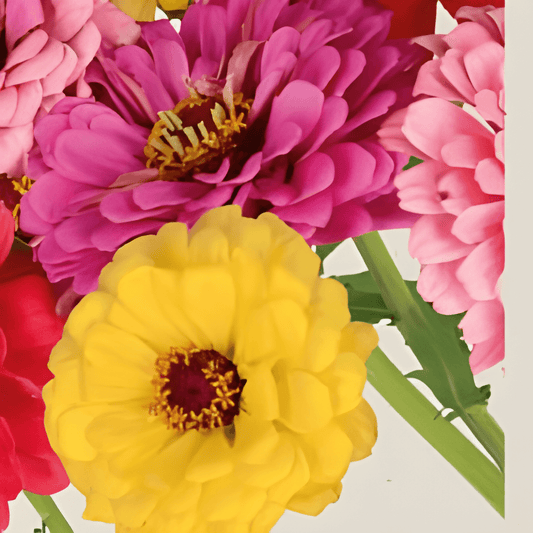 Organic Zinnia Elegans Dahlia Flowered Mix Seeds