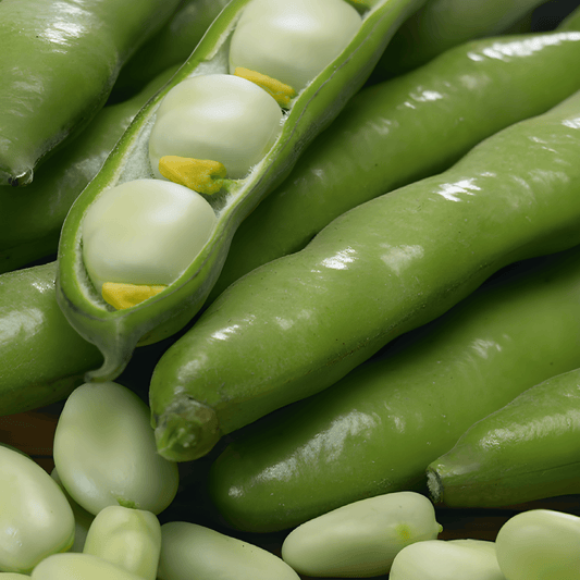 Broad Bean Seeds Three Times White Vicia Faba 20g