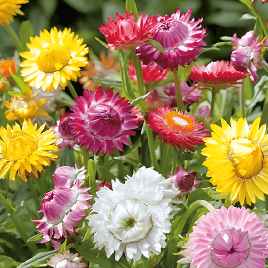 Helichrysum Tom Thumb Seeds Helichrysum Bracteatum Large Flower