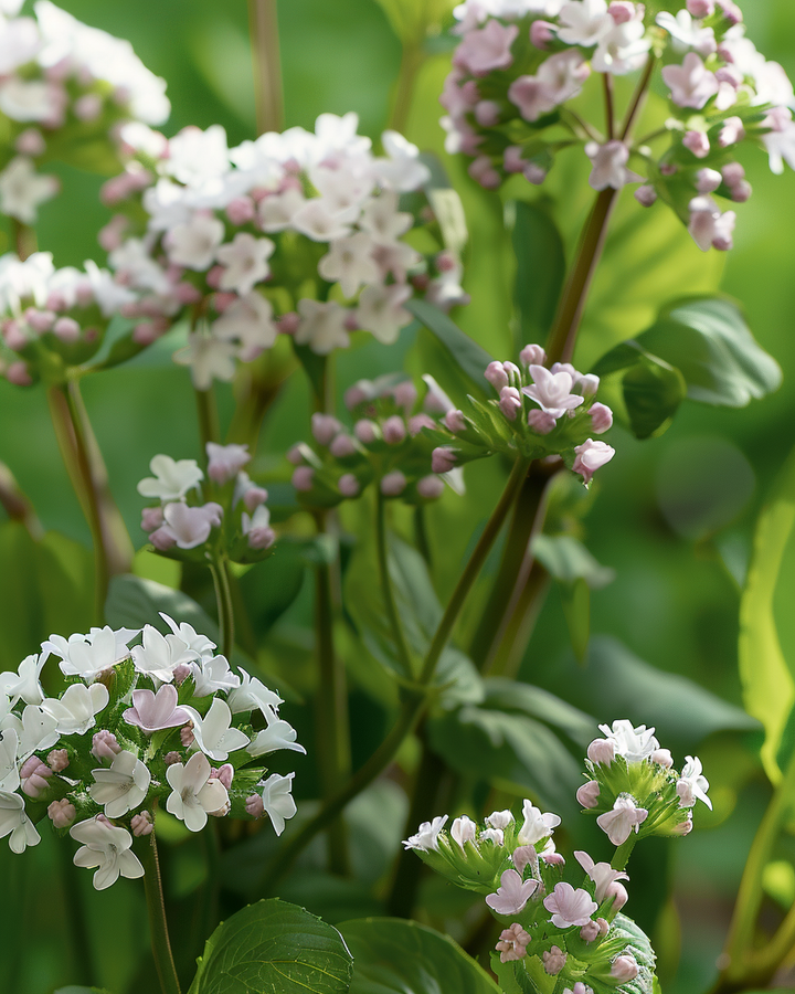 Valerian Seeds Valeriana Officinalis Perennial Herb Height 100 Cm