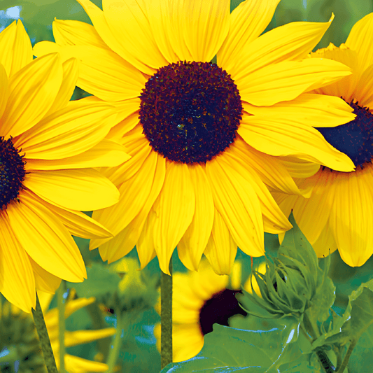 Sunflower Stella Helianthus Debilis Seeds Annual Flower Variety