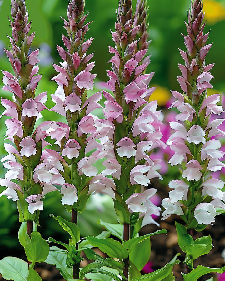 Acanthus Mollis Seeds Ornamental Spike Flowers Perennial