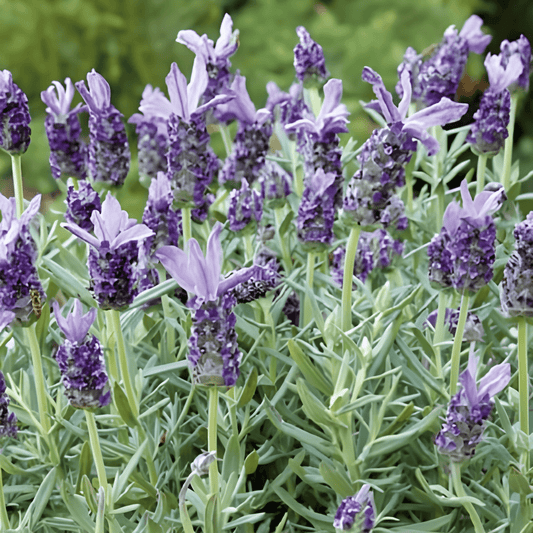 Butterfly Lavender Seeds Lavandula Stoechas Crested Lavender Blue Flowers
