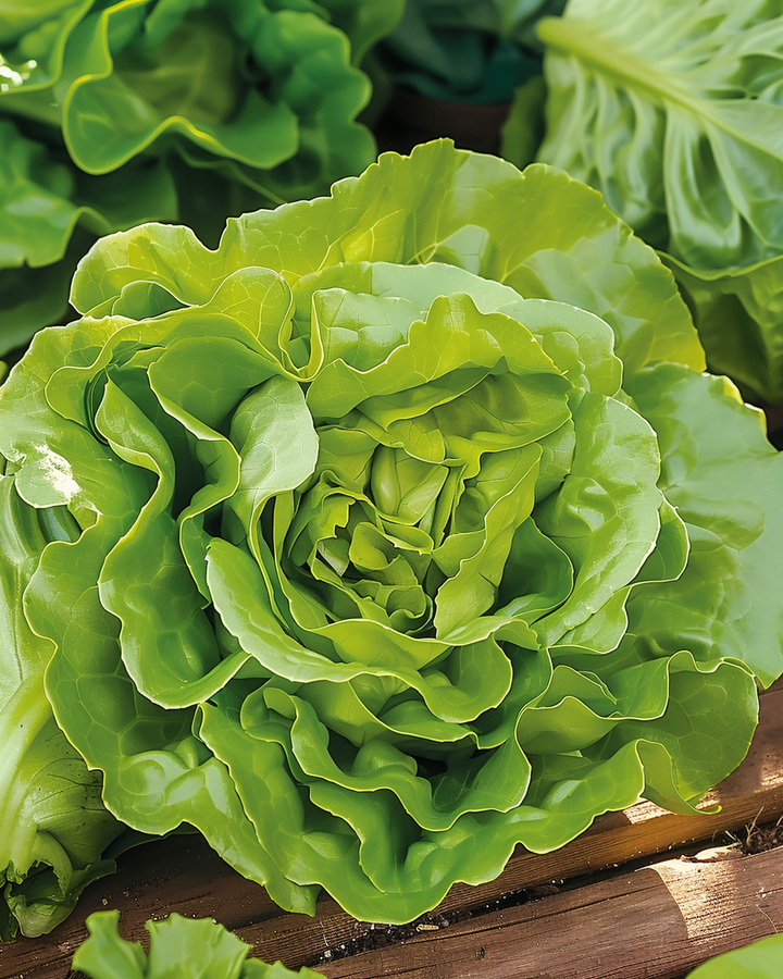 Butterhead Lettuce Seeds Lactuca Sativa Neckarreuzen Summer Diamond