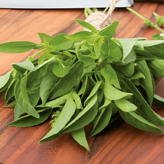 Lemon Basil Seeds Ocimum Basilicum Var Citriodorum Herb Variety