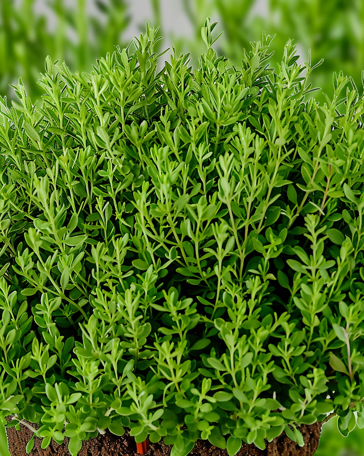 Thyme Seeds Thymus Vulgaris L Provenza Culinary Herb Variety