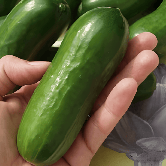 Snack Cucumber Seeds Iznik F1 Cucumis Sativus High Yielding