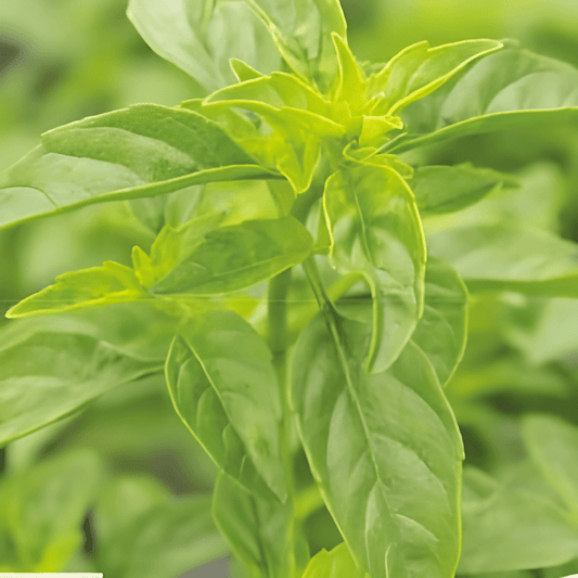 Fine-leaved Basil Seeds Ocimum Basilicum Culinary Herb Variety