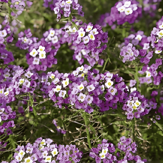 Alyssum Royal Carpet Seeds Lobularia Maritima Violet Flowers