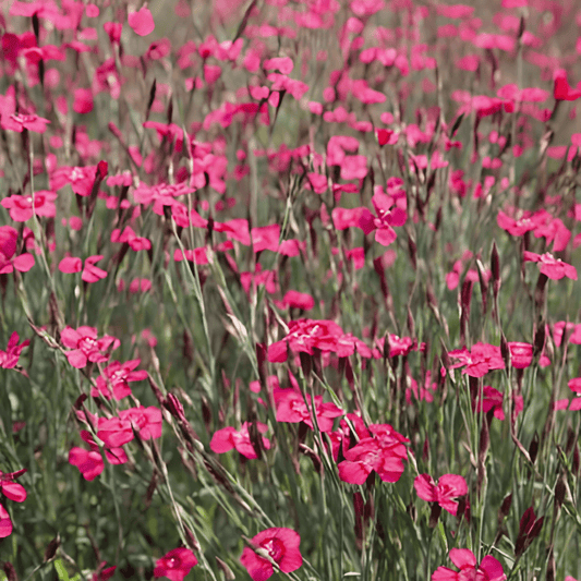 Carnation Seeds Dianthus Deltoides Carmine Rose Perennial