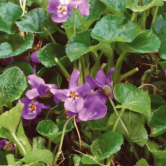 Viola March Violet Seeds Viola Odorata Fragrant Perennial Flowers