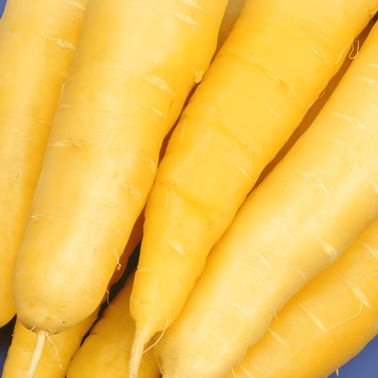 Yellow Winter Carrot Seeds Daucus Carota Lobbericher Variety