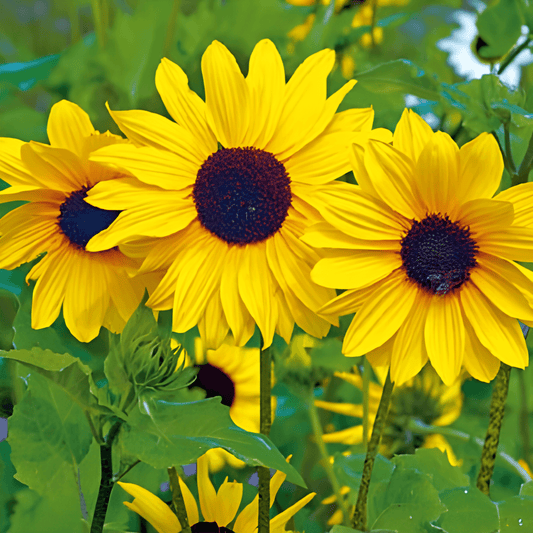 Sunflower Stella Helianthus Debilis Seeds Annual Yellow Flowers
