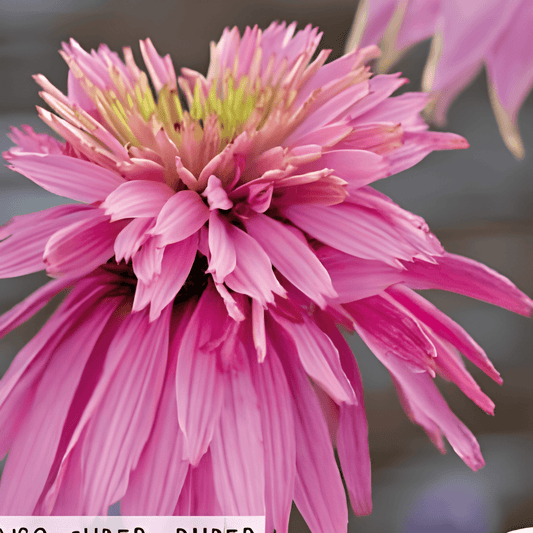 Echinacea Paradiso Super Duper Seeds Echinacea Purpurea Double Flowers