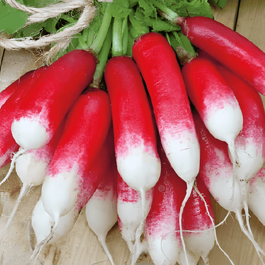 Radish French Breakfast 3 Seeds Raphanus Sativus Long Bicolor Roots