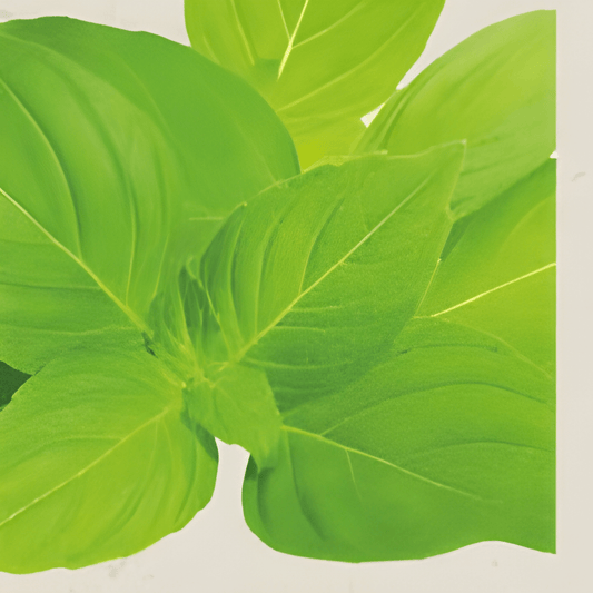 Organic Lemon Basil Seeds Ocimum Basilicum Var Citriodorum