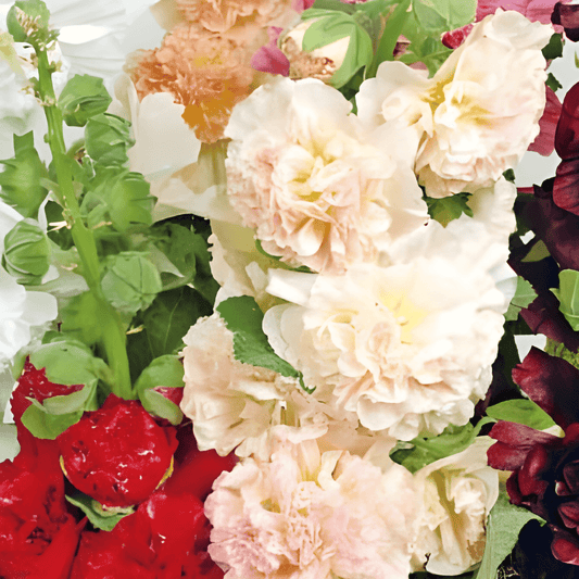 Alcea Double-flowered Hollyhock Seeds Alcea Rosea Mixed Colors