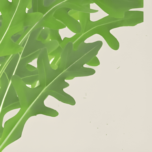 Organic Arugula Seeds Eruca Sativa Spicy Salad Vegetable Seeds