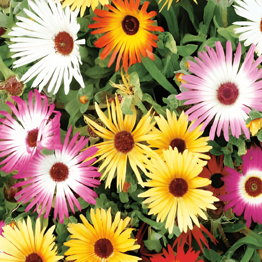 Ice Plant Seeds Dorotheanthus Bellidiformis Midday Flower Mix