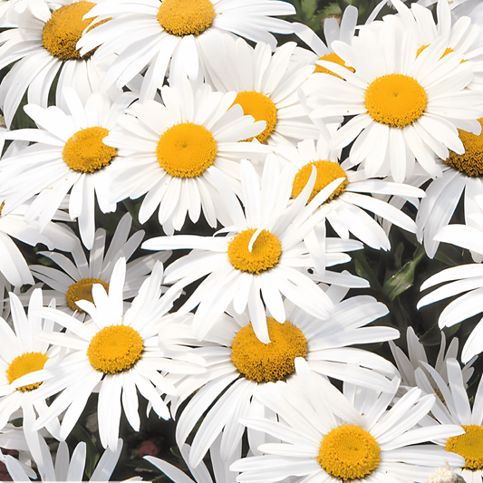 Silver Princess Chrysanthemum Seeds Chrysanthemum Maximum Low Growing White Flowers