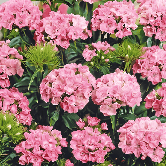 Dianthus Seeds Pink Beauty Thousand Beauties Dianthus Barbatus