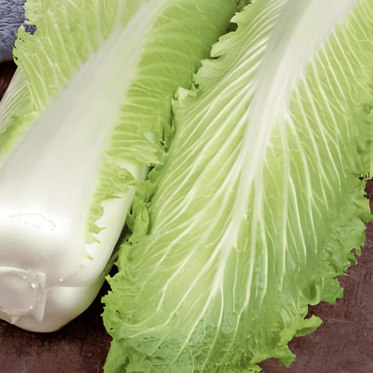 Chinese Kale Seeds Brassica Rapa Subsp. Pekinensis Late Summer Harvest