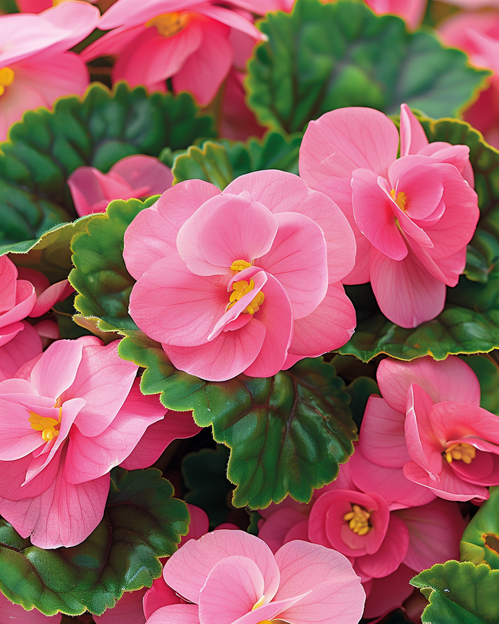 Begonia Pink Comet Seeds Begonia Semperflorens F1 Flowers