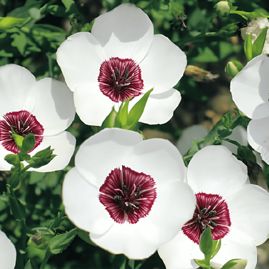 Flax Bright Eyes Linum Grandiflorum Flower Seeds Ivory White Chestnut Center
