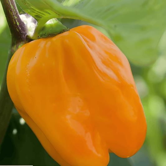 Orange Habanero Pepper Seeds Capsicum Chinense Hot Chili Variety