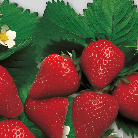 Four Seasons Strawberry Fragaria Vesca Seeds Sweet Red Fruits