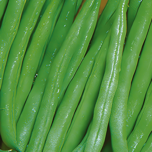 Chinese Yardlong Beans Seeds Phaseolus Vulgaris Miracle 250g
