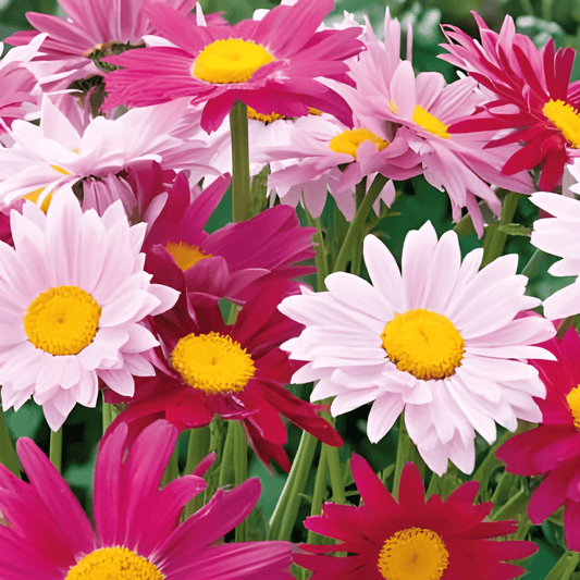 Persian Daisy Seeds Tanacetum Pyrethrum Coccineum Robinsons Giants