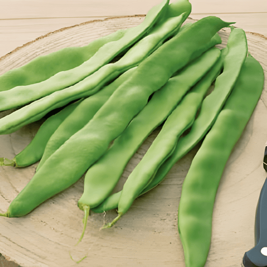 Pole Beans Seeds Phaseolus Vulgaris Raadsheer Stringless Pods