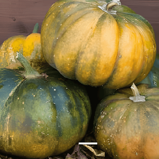 Ornamental Pumpkin Seeds Cucurbita Moschata Musquee De Provence