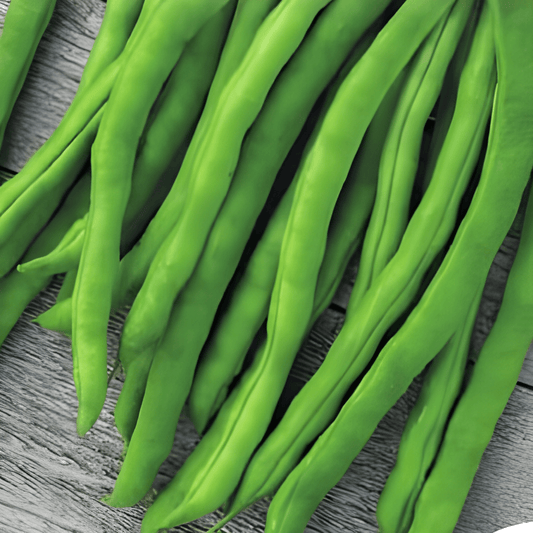 Romano Bean Seeds Phaseolus Vulgaris Terli Variety 25g