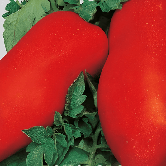 Roma Tomato Seeds Solanum Lycopersicum Pear Shaped Fleshy Fruits
