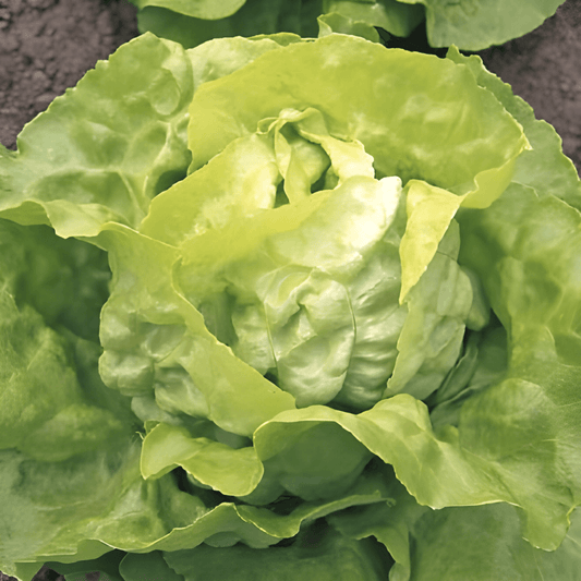 Butterhead Lettuce Seeds Lactuca Sativa Thick Blonde Slow Bolting