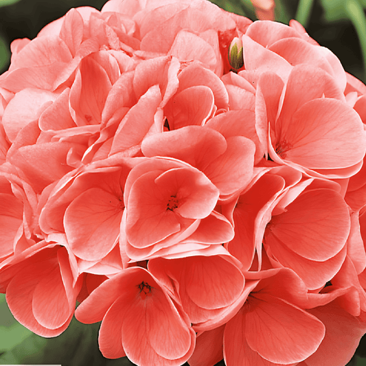 Geranium Chérie F1 Salmon Pelargonium F1 Seeds For Flowers