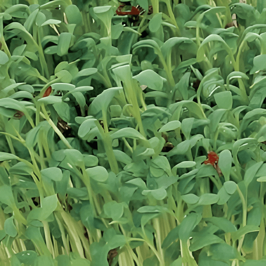 Organic Garden Cress Seeds Lepidium Sativum Sprouting Vegetable