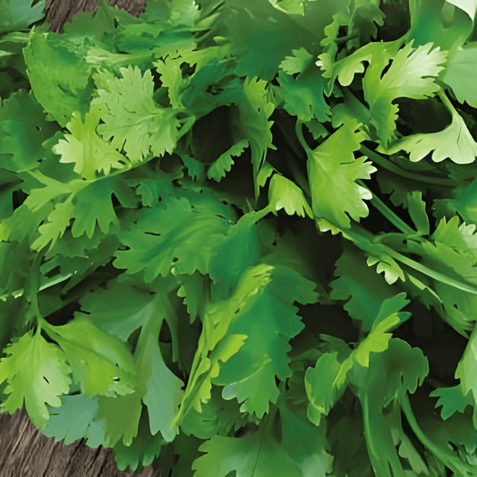 Coriander Seeds Coriandrum Sativum Fine-seeded Slow-shooting