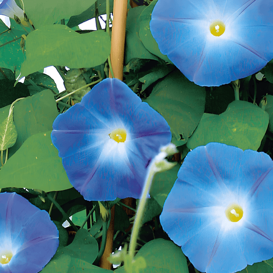 Climbing Morning Glory Seeds Ipomoea Tricolor Clark's Blue
