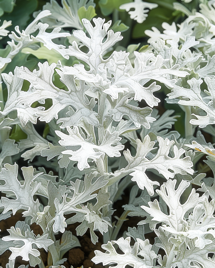 White Dusty Miller Seeds Cineraria Maritima Diamond Silver Foliage
