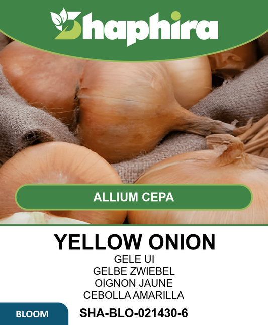 Yellow Onion Seeds North Holland Allium Cepa Vegetable Variety
