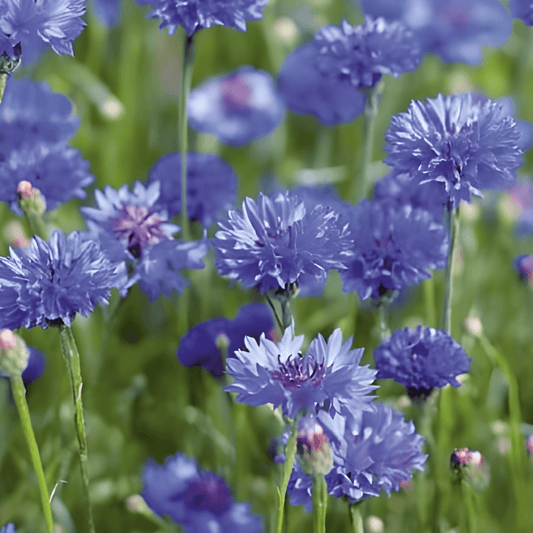Cornflower Blue Ball Centaurea Cyanus Double-flowered Seeds