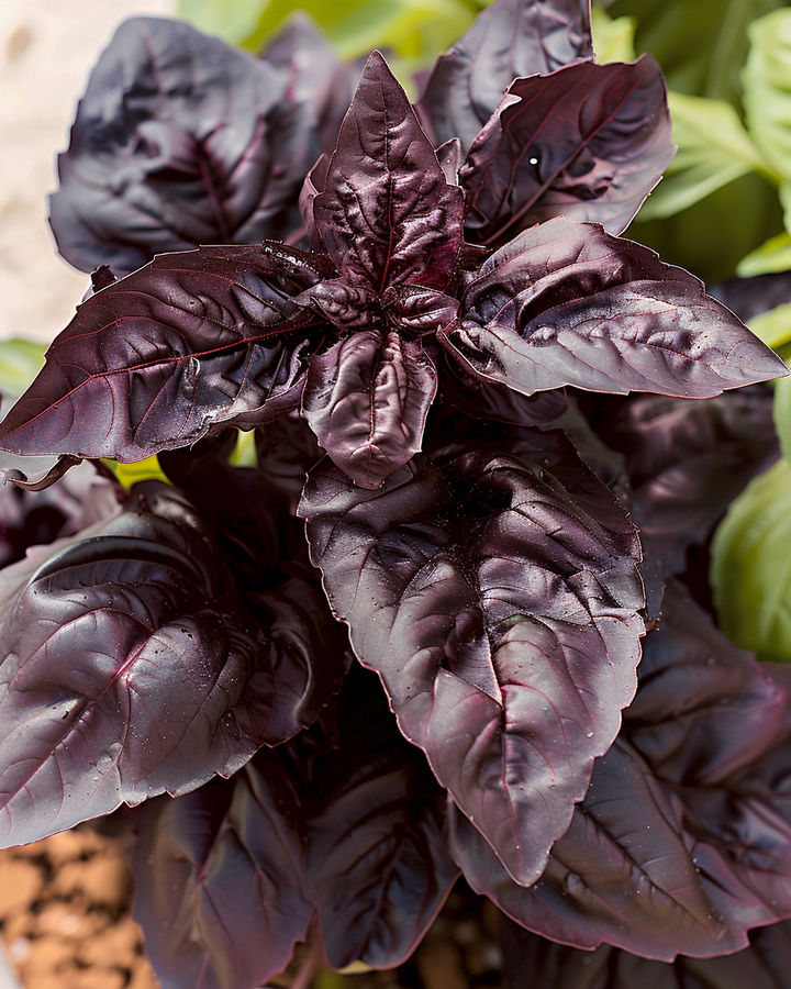 Red Leaf Basil Seeds Ocimum Basilicum Red Lizzy Variety