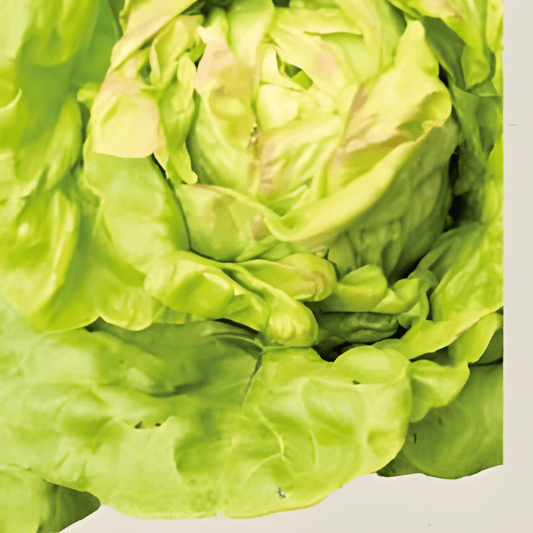 Organic Butterhead Lettuce May Queen Seeds Lactuca Sativa